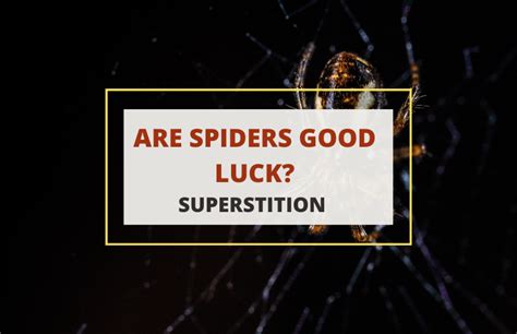are spiders good luck in china